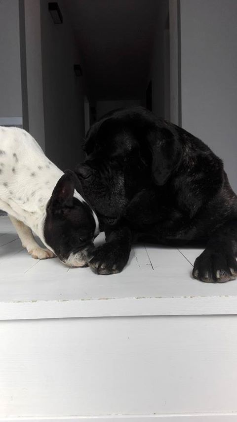 Dziś już na dobranoc Maurycuś daje wszystkim buziaki <3 Śpijcie dobrze Kochani <3 a jutro wstańcie z uśmiechem - bo każdy dzień to zawsze nowe możliwości ..może jutro kolejne psiaki znajdą swoich ukochanych Człowieków <3 